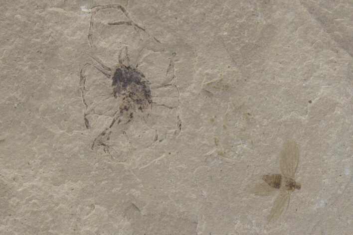 Fossil Fly (Diptera) - Green River Formation, Utah #219737